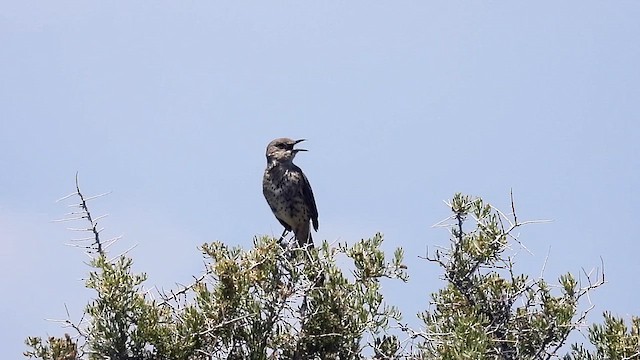 Sage Thrasher - ML638658970
