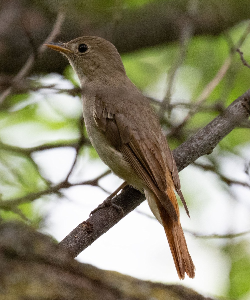 Rusty-tailed Flycatcher - ML638659001