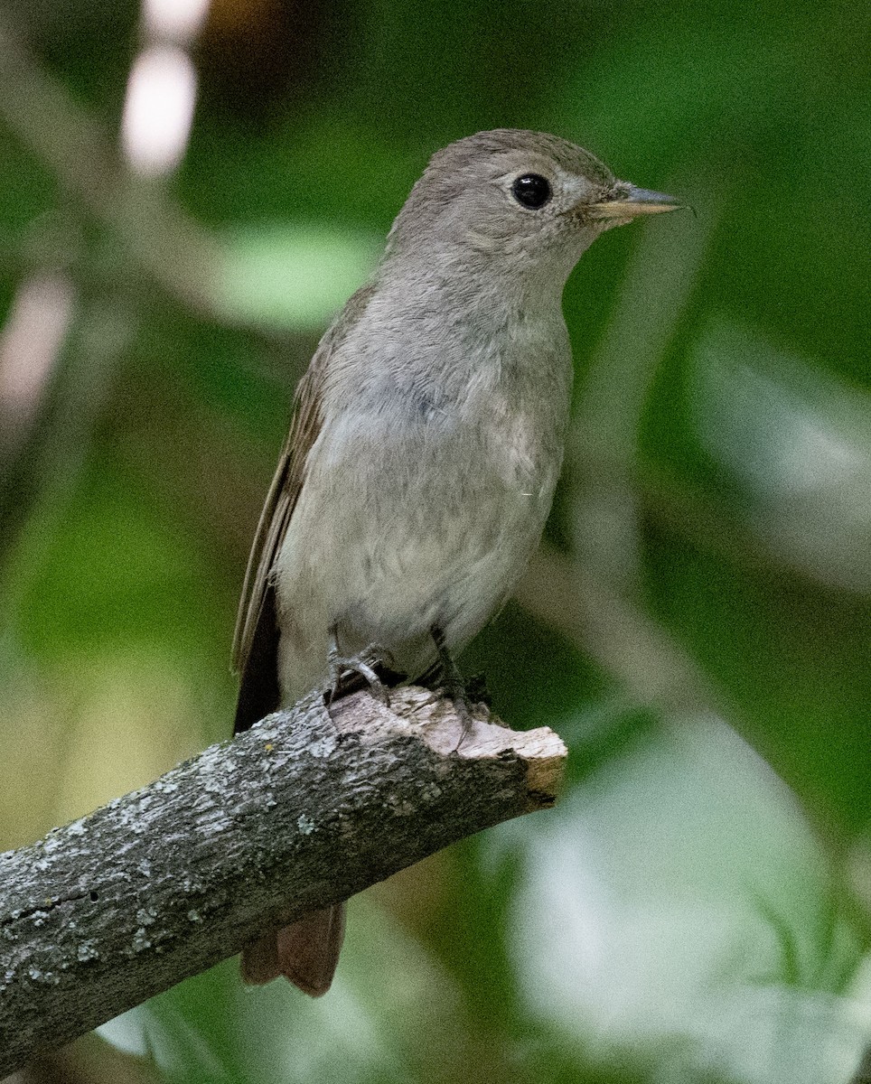 Rusty-tailed Flycatcher - ML638659003