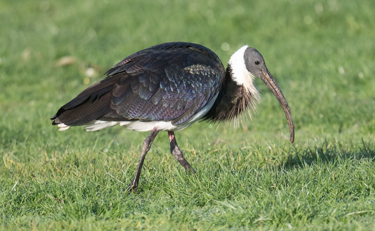 Straw-necked Ibis - ML638659018