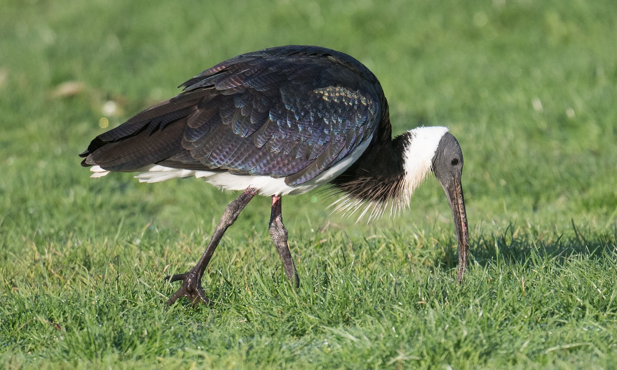 Straw-necked Ibis - ML638659035