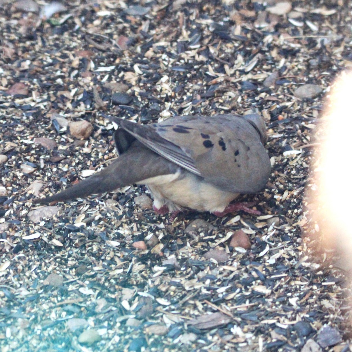 Mourning Dove - ML638659036