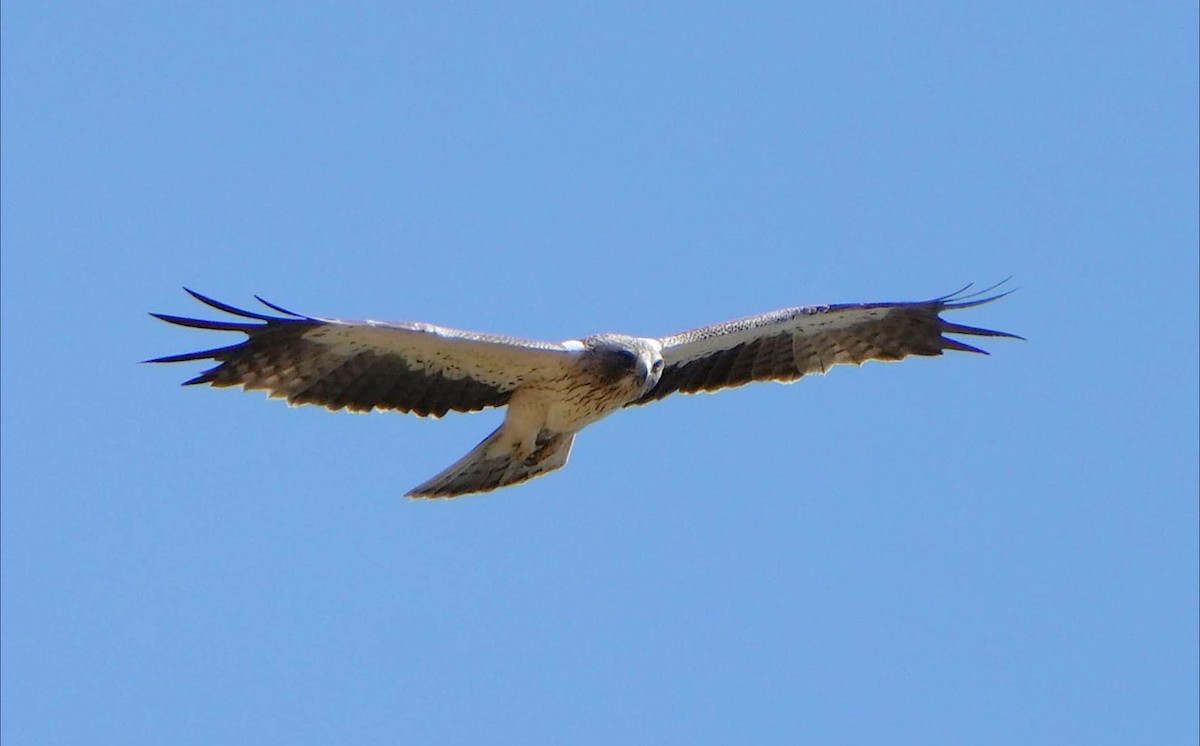 Booted Eagle - ML638659054