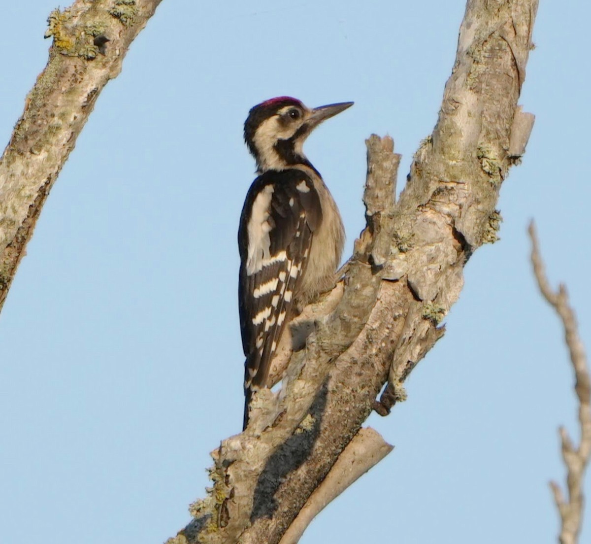 Syrian Woodpecker - ML638659058