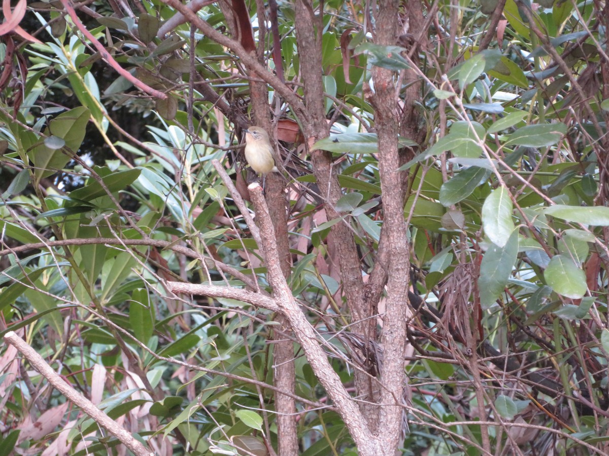 Yellow Thornbill - ML638659070