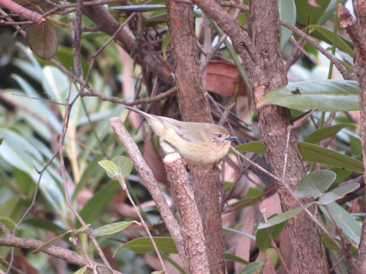 Yellow Thornbill - ML638659078