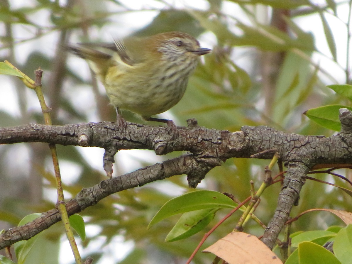 Striated Thornbill - ML638659086