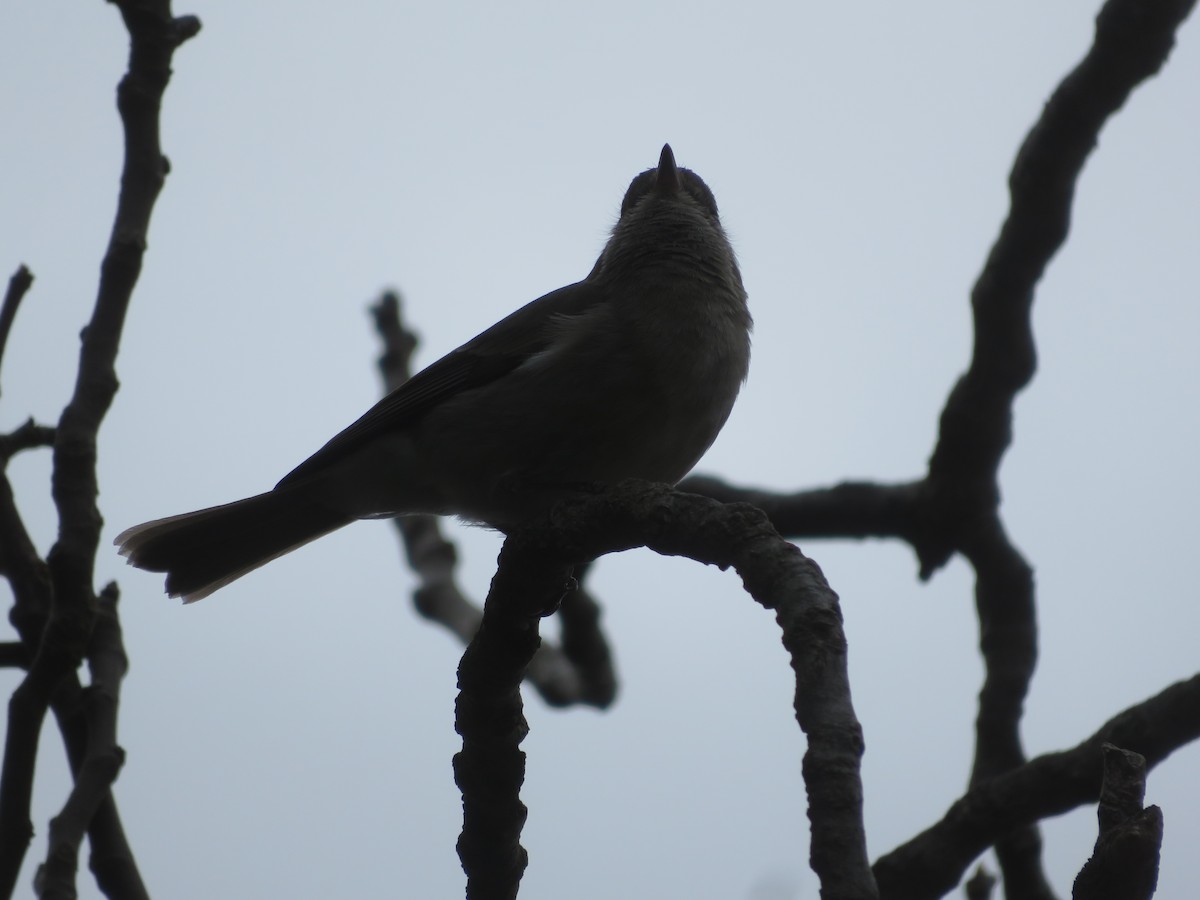 Golden Whistler - ML638659088