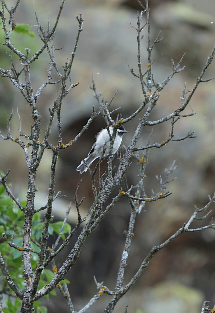 Sombre Tit - ML638659089