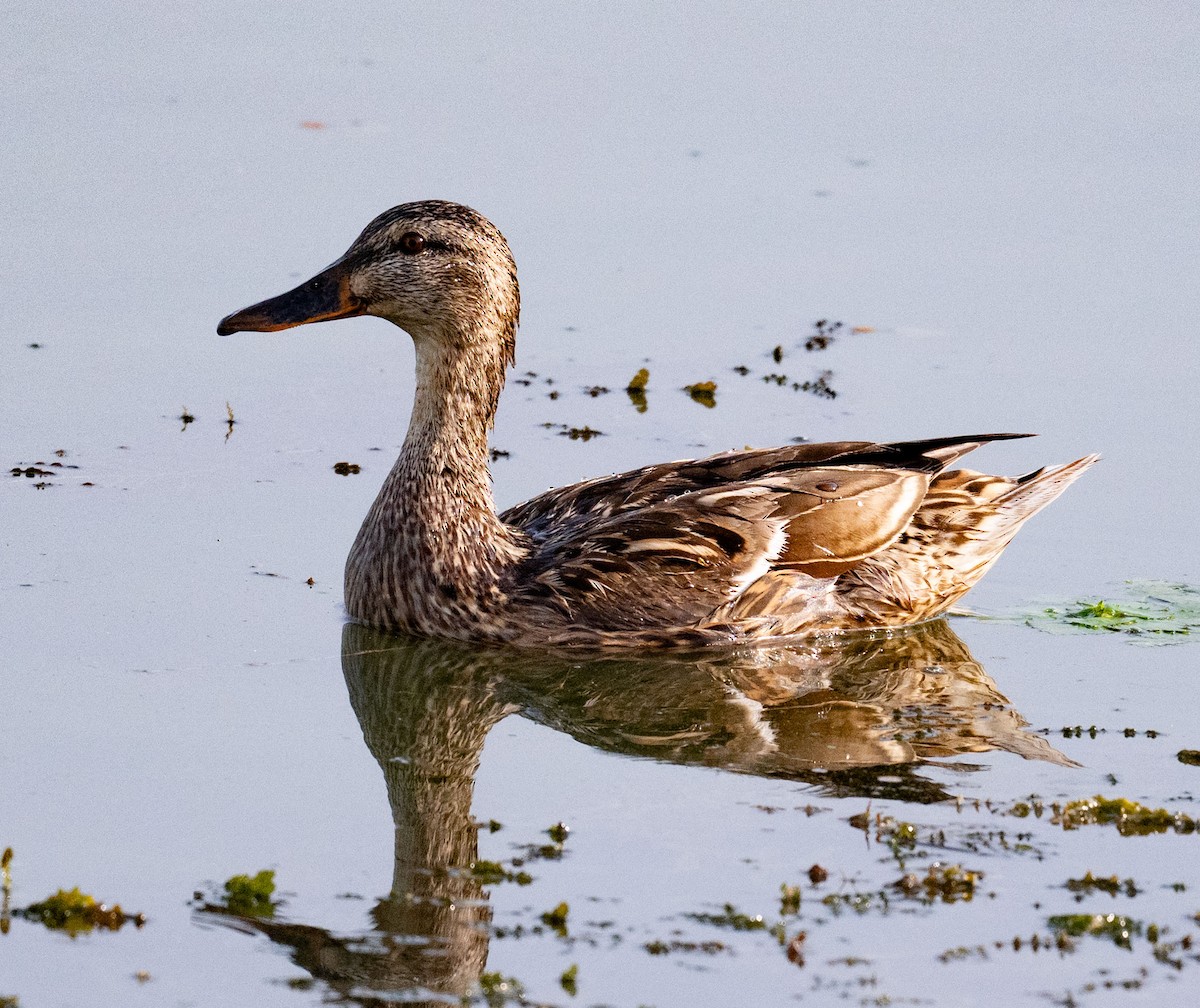 Mallard - ML638659102