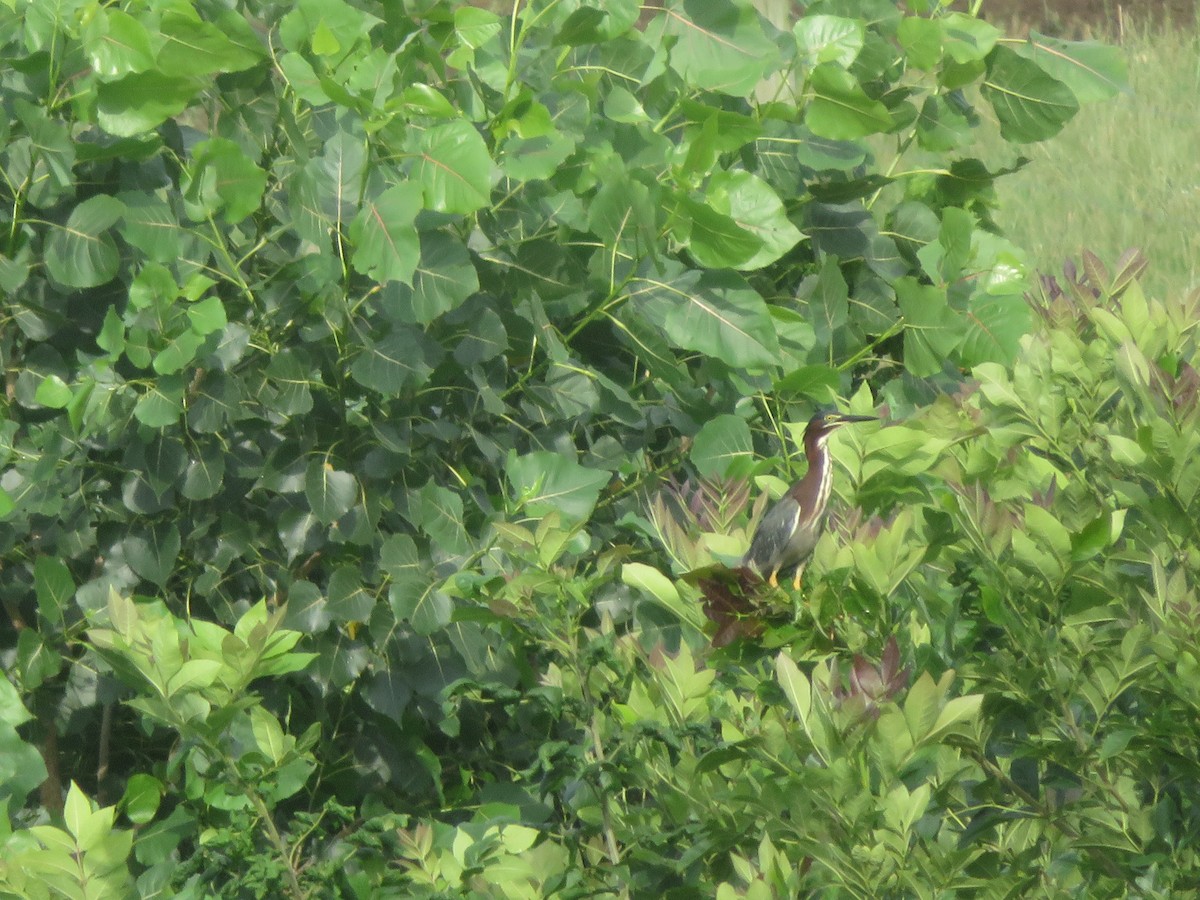 Green Heron - ML638659104