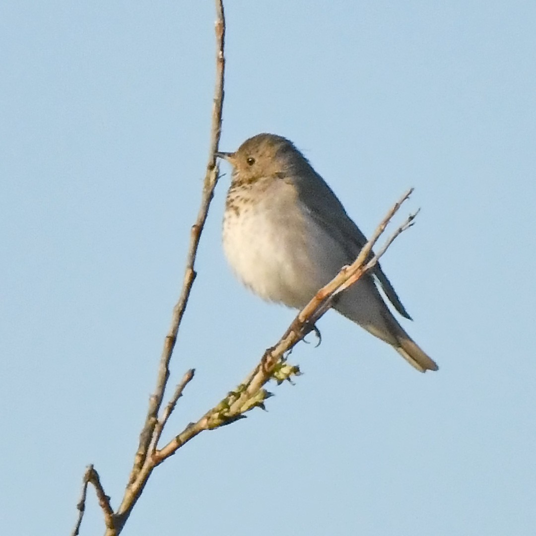 Grauwangen-Musendrossel - ML638659105