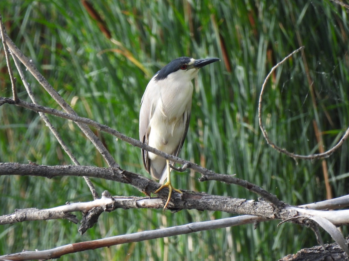 Black-crowned Night Heron - ML638659124