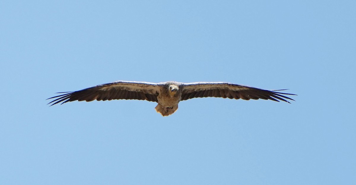 Egyptian Vulture - ML638659137