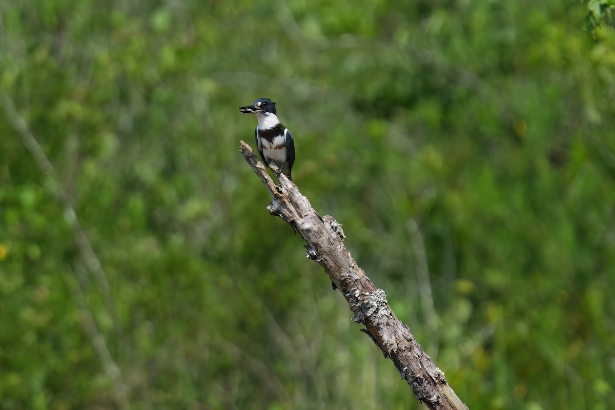 Belted Kingfisher - ML638659146