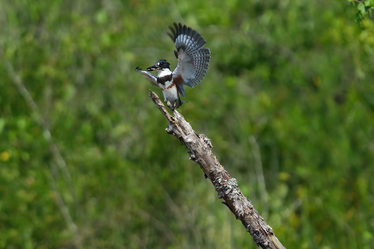 Belted Kingfisher - ML638659147