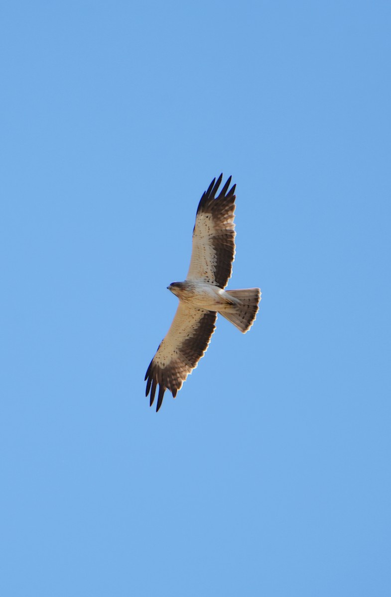 Booted Eagle - ML638659148