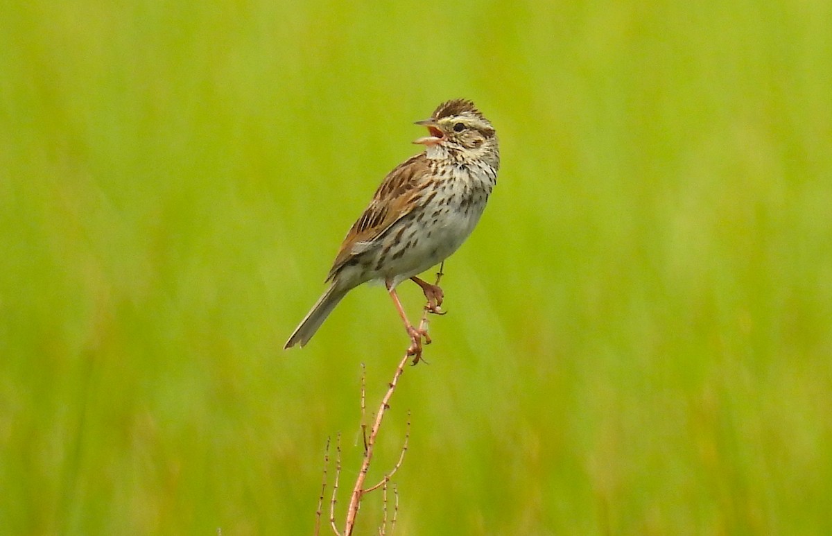 Savannah Sparrow - ML638659166