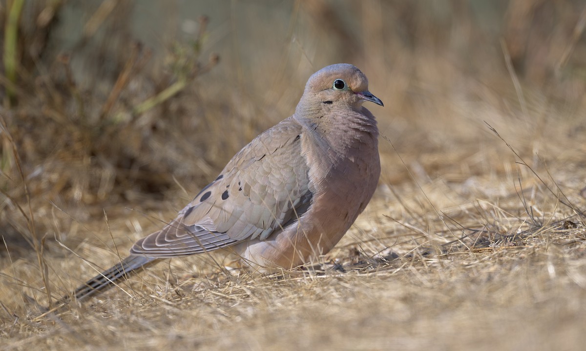 Mourning Dove - ML638659184