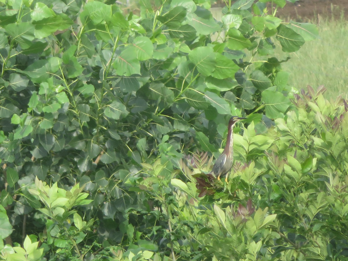 Green Heron - ML638659202