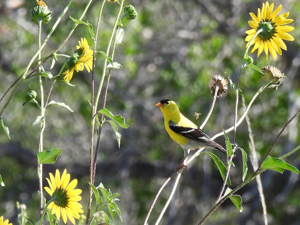 American Goldfinch - ML638659212