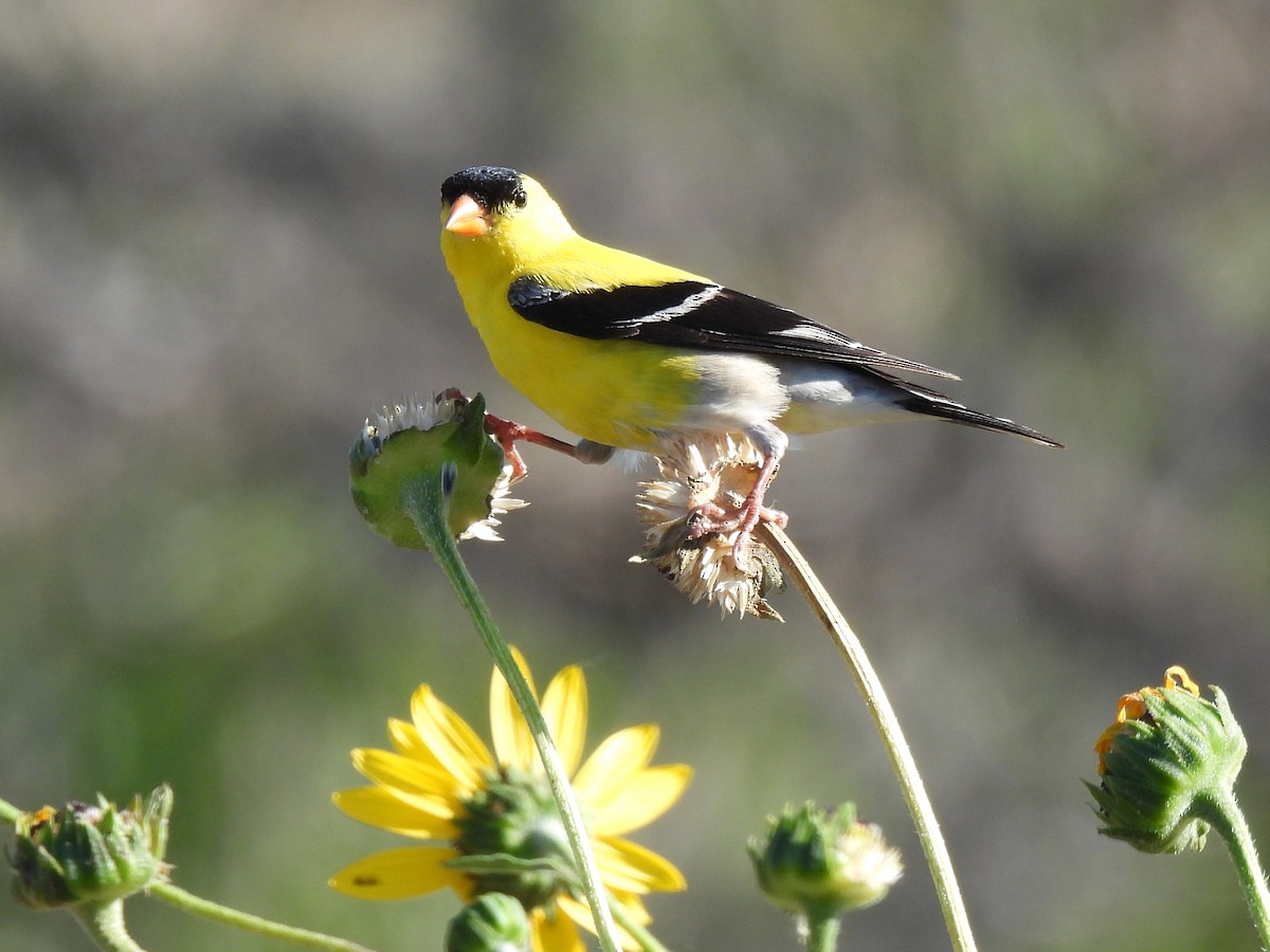 American Goldfinch - ML638659213