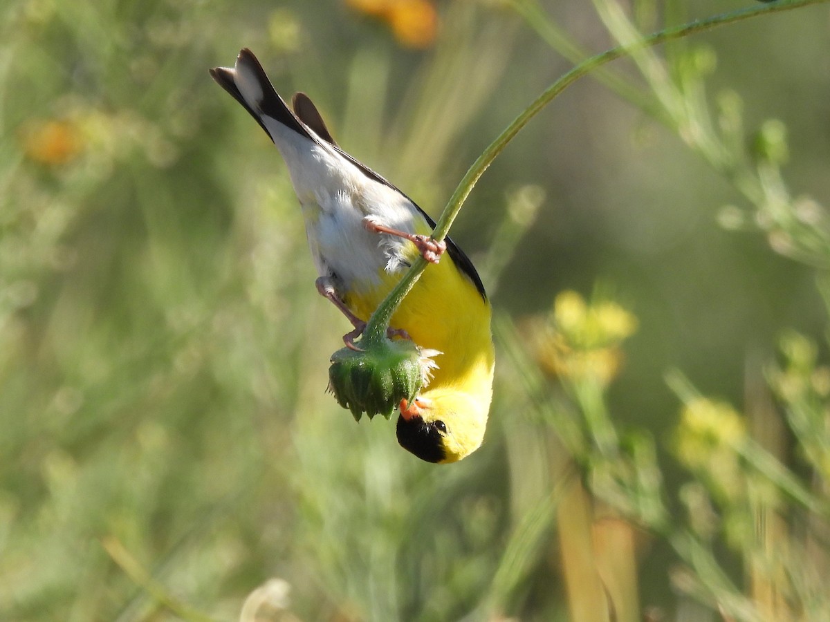 American Goldfinch - ML638659214