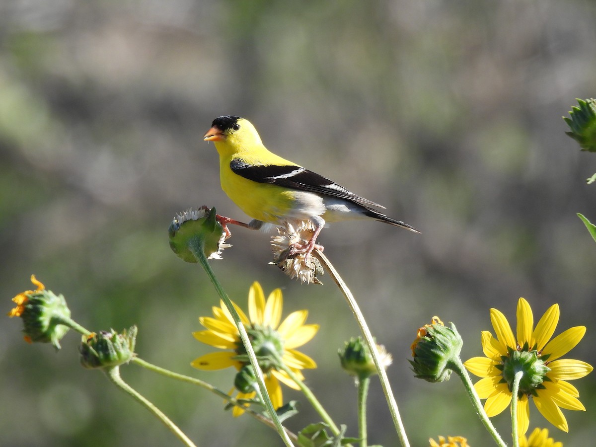 American Goldfinch - ML638659215