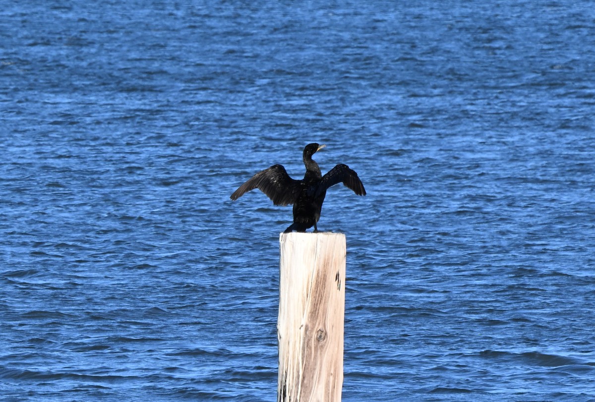 Double-crested Cormorant - ML638659245