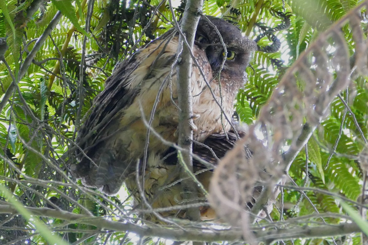 White-throated Screech-Owl - ML638659246