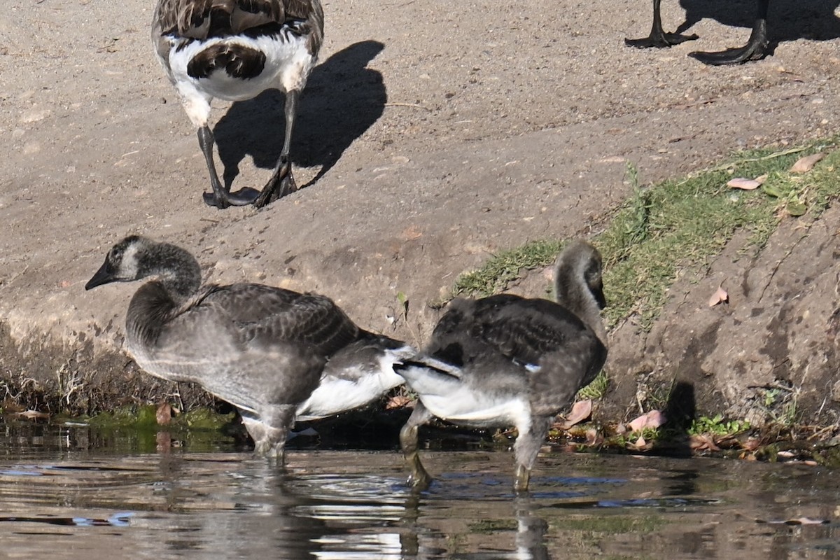Canada Goose - ML638659264