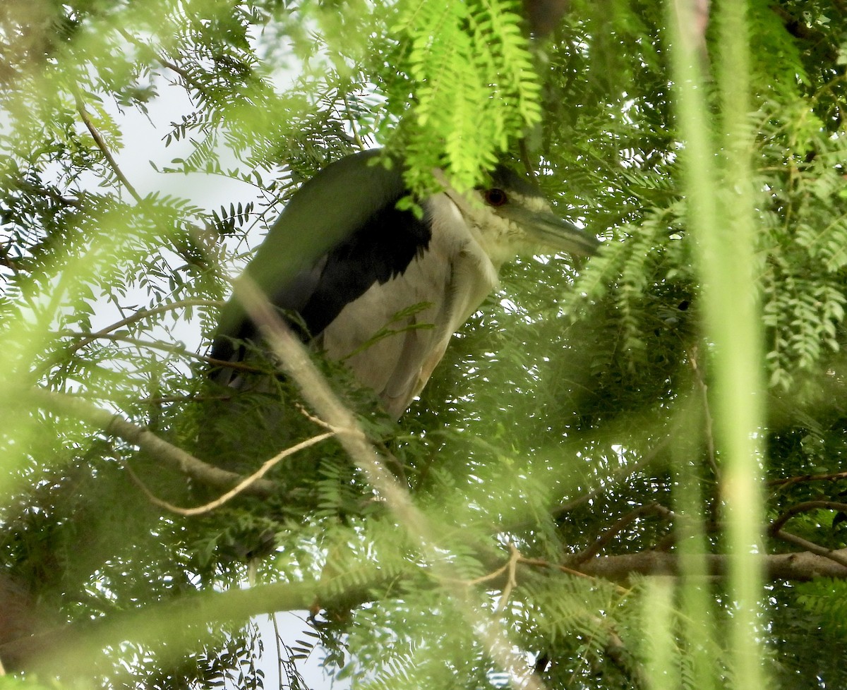 Black-crowned Night Heron - ML638659325