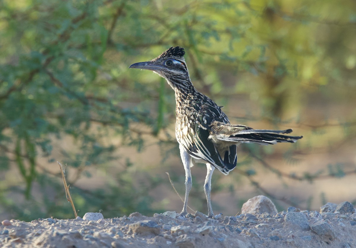 Greater Roadrunner - ML638659326