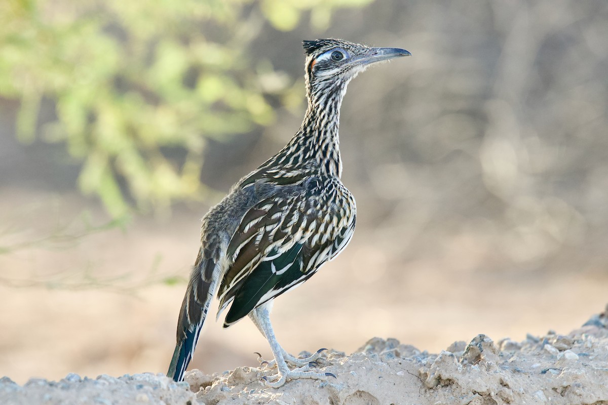 Greater Roadrunner - ML638659327