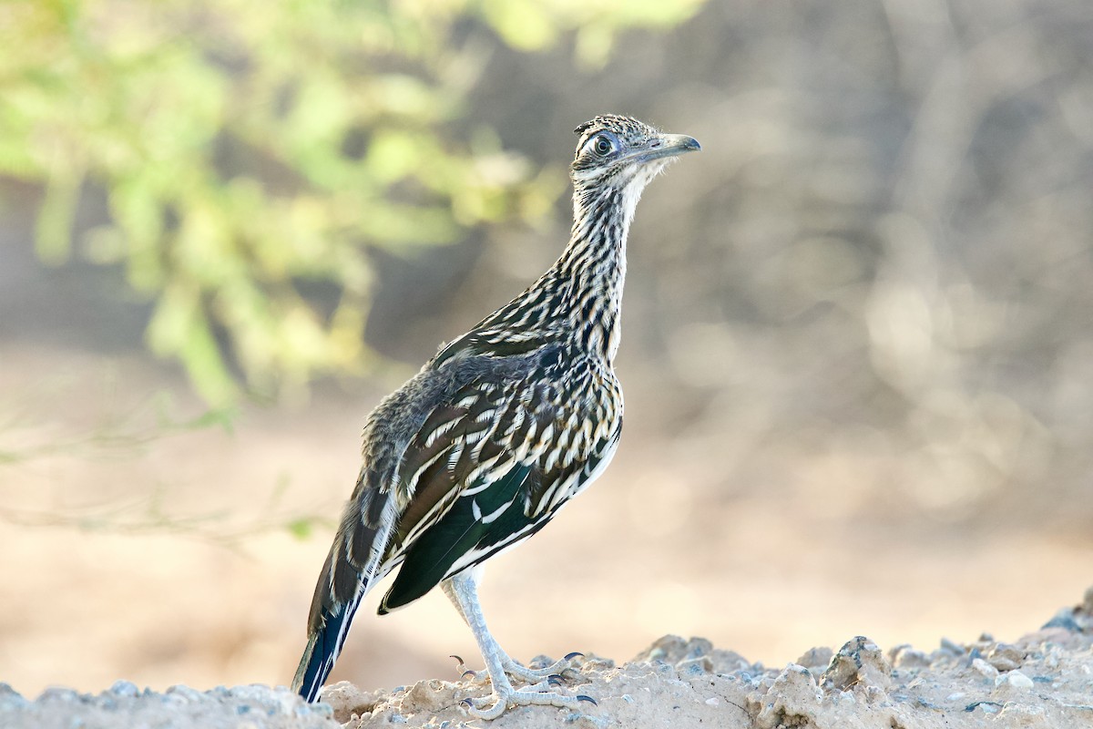 Greater Roadrunner - ML638659328