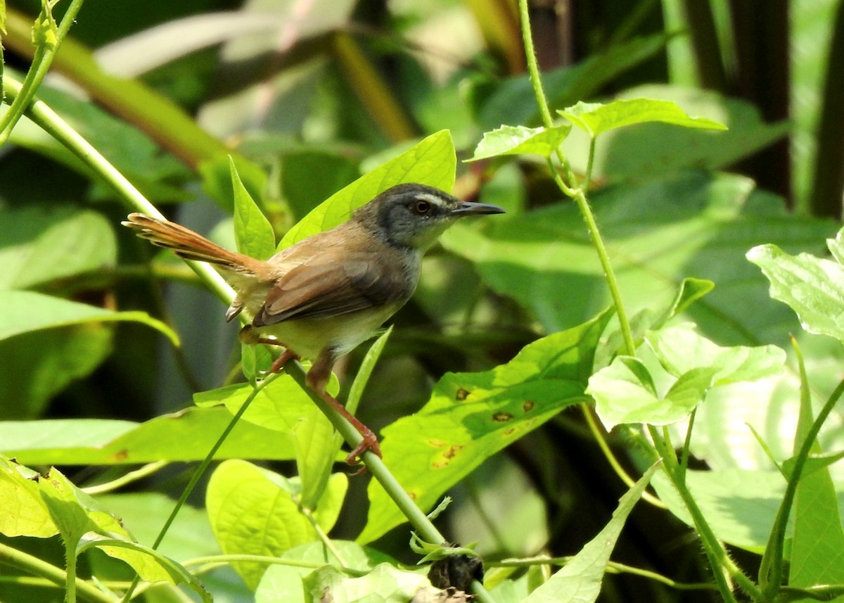 Rufescent Prinia - ML638659337