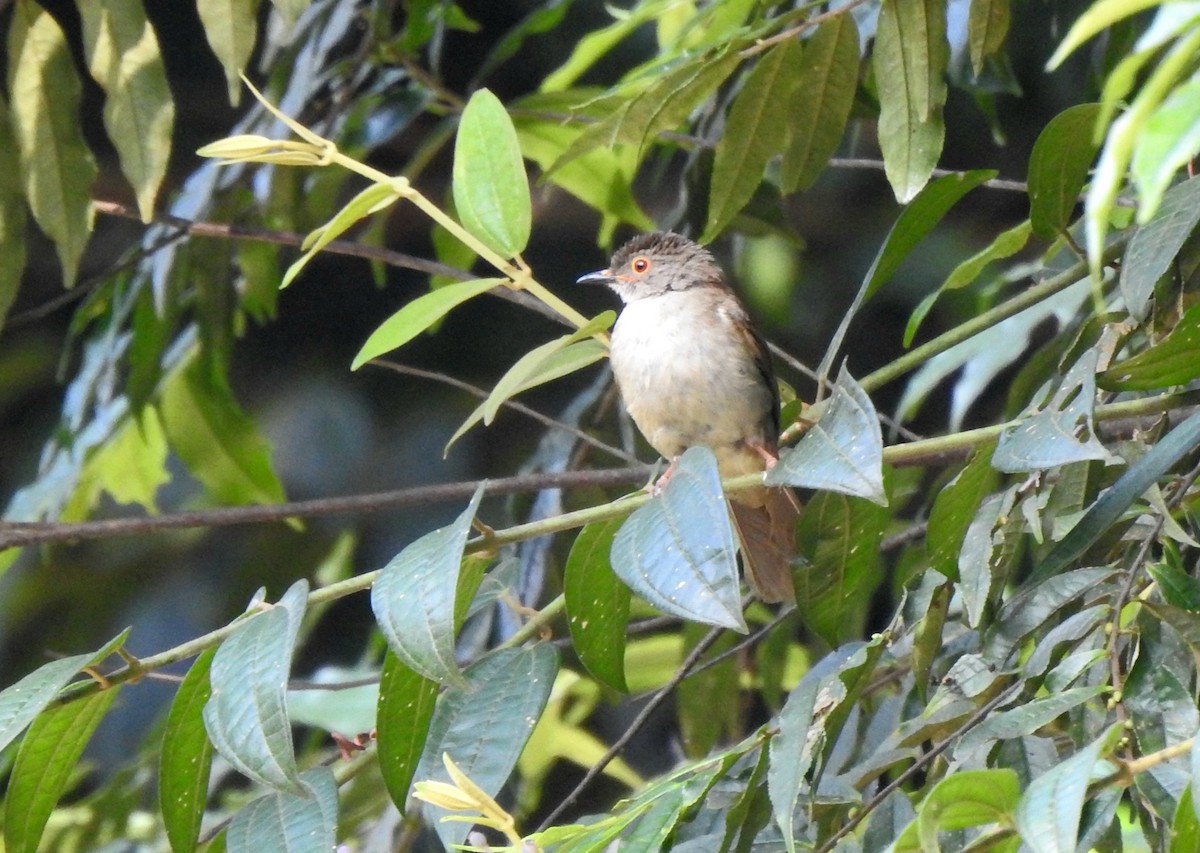 Spectacled Bulbul - ML638659345