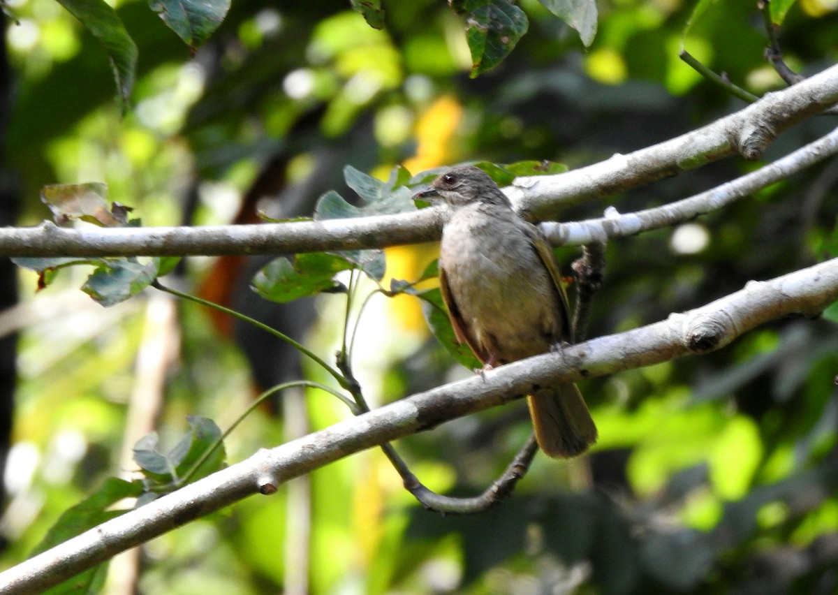 Olive-winged Bulbul - ML638659350