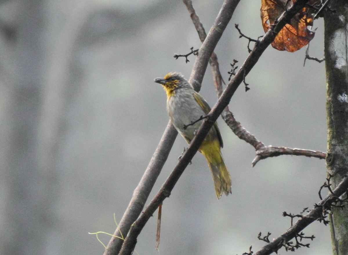 Stripe-throated Bulbul - ML638659409