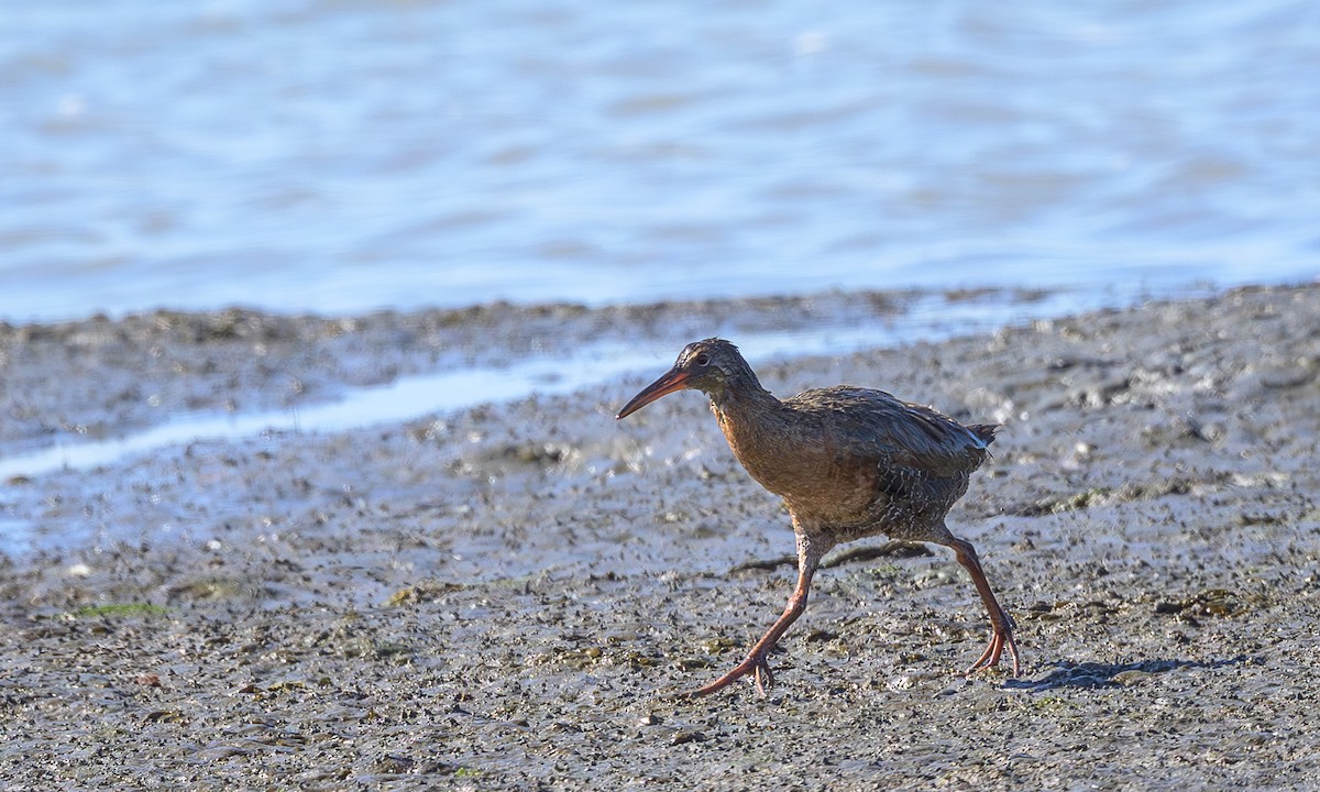 Ridgway's Rail - ML638659411