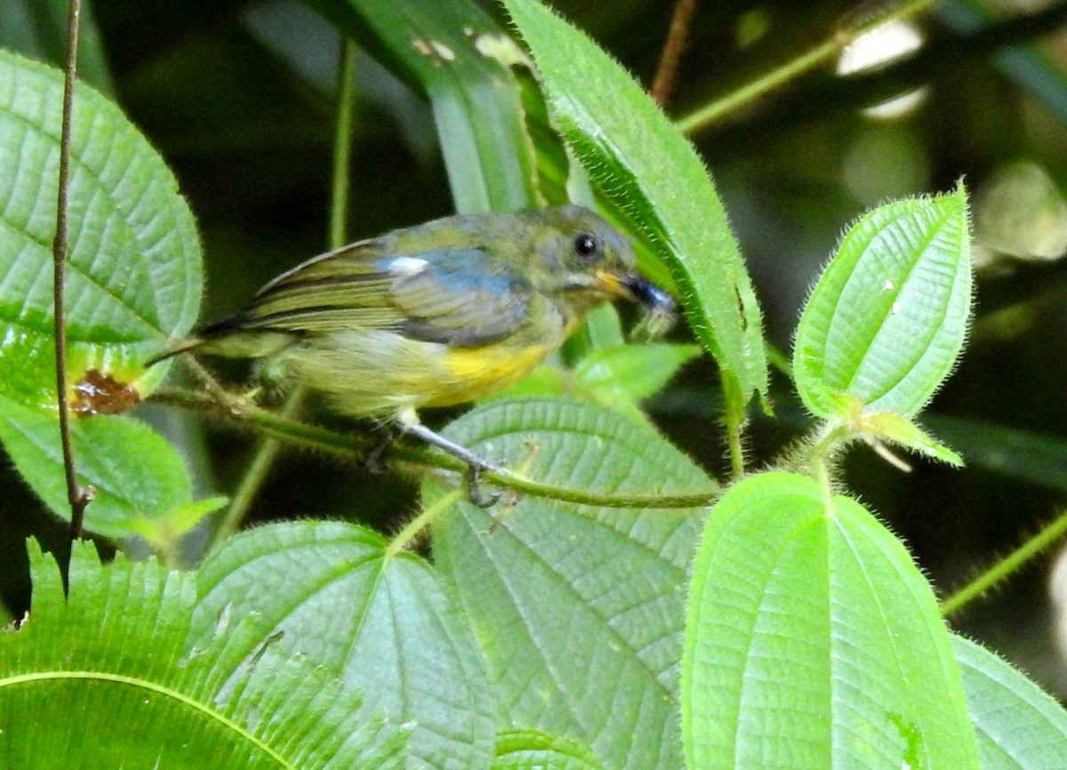 Crimson-breasted Flowerpecker - ML638659417
