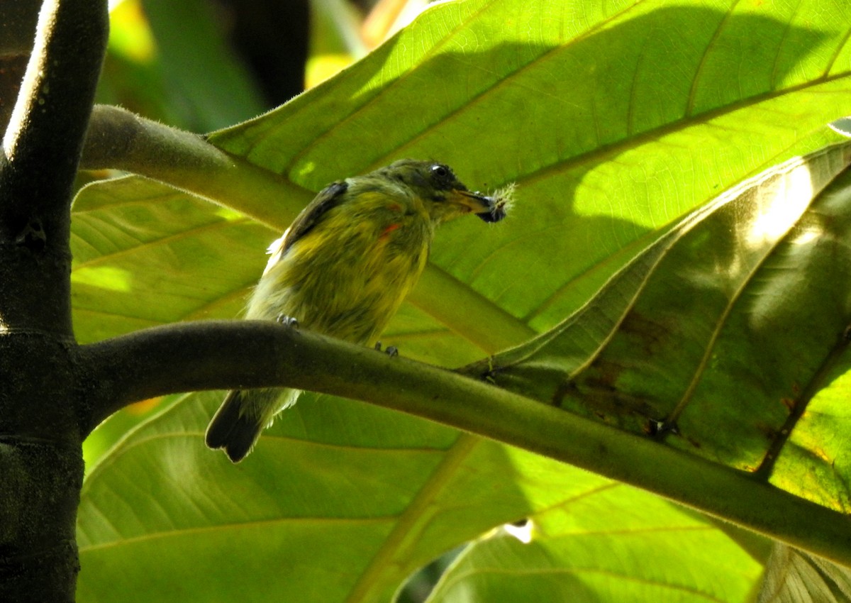 Crimson-breasted Flowerpecker - ML638659418