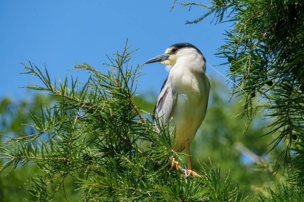 Black-crowned Night Heron - ML638659437