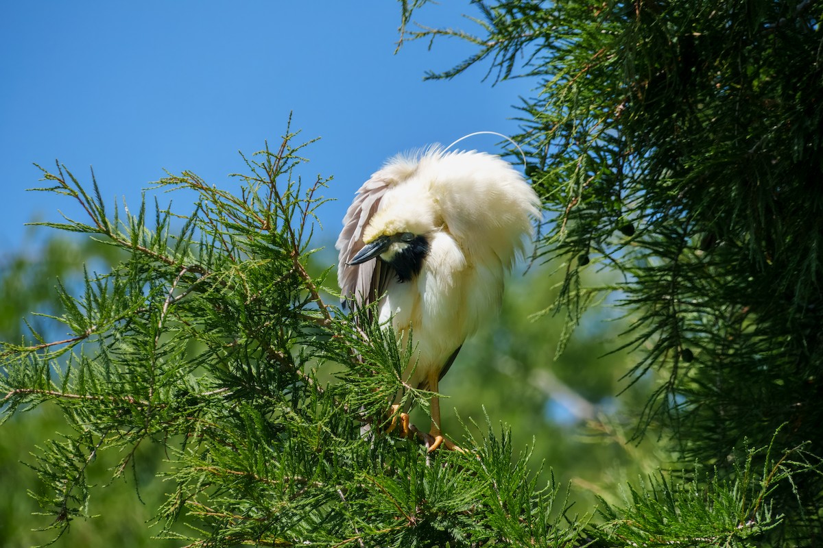 Black-crowned Night Heron - ML638659438