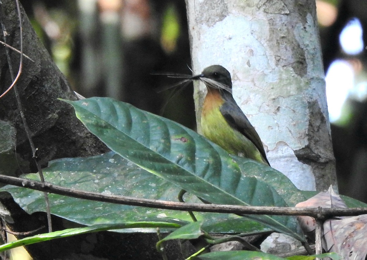 Ruby-cheeked Sunbird - ML638659449
