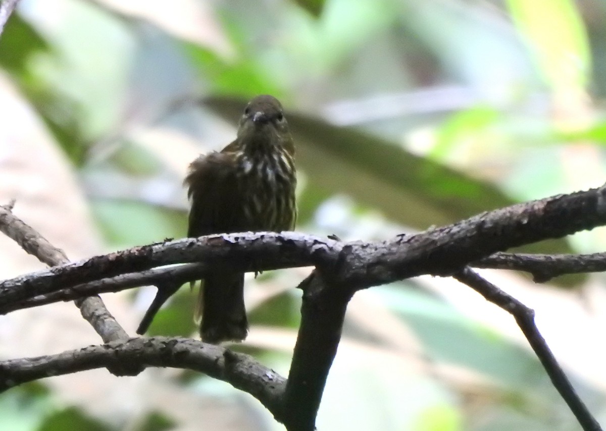 Purple-naped Spiderhunter - ML638659456