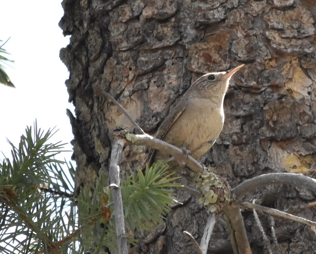 Northern House Wren (Northern) - ML638659457