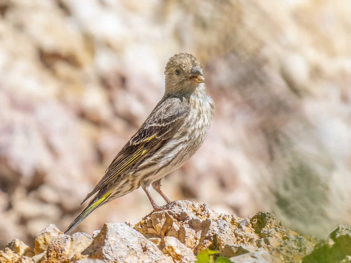Pine Siskin - ML638659484