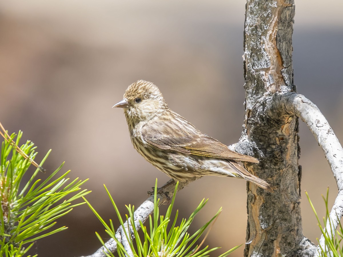 Pine Siskin - ML638659485