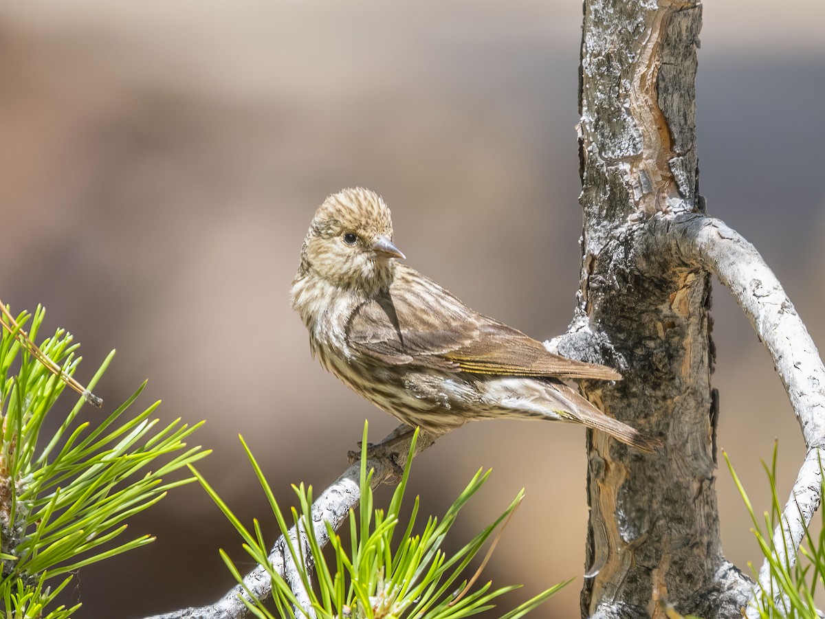 Pine Siskin - ML638659486